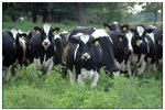 Holsteins ... remarkable cows. Holsteins ... remarkable cows.
