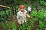 Upland women weed their rice fields, an integrated method of agro-forestry, in Laos. Upland women weed their rice fields, an integrated method of agro-forestry, in Laos.