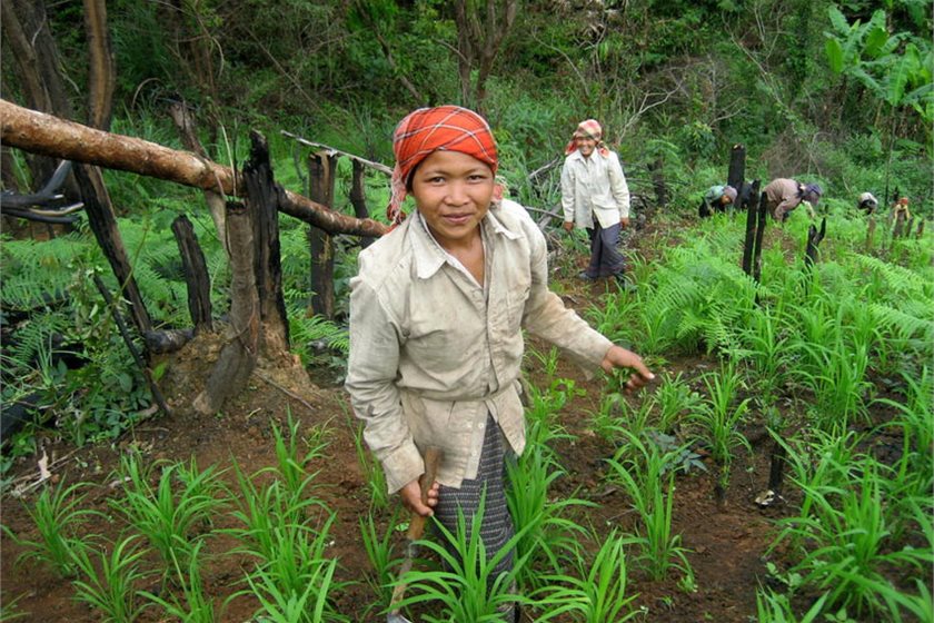 Upland women weed their rice fields, an integrated method of agro-forestry, in Laos.