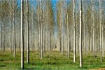 Growth industry: forestry will account for much of the carbon reductions under the first round of Emissions Reduction Fund contracts. Growth industry: forestry will account for much of the carbon reductions under the first round of Emissions Reduction Fund contracts.