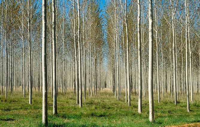 Growth industry: forestry will account for much of the carbon reductions under the first round of Emissions Reduction Fund contracts.