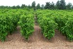 Jatropha crop Jatropha crop