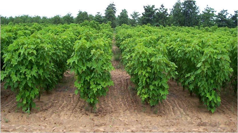 Jatropha crop