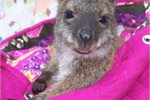 Extinction crisis heats up for Australia Extinction crisis heats up for Australia