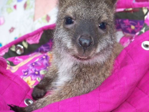 Extinction crisis heats up for Australia