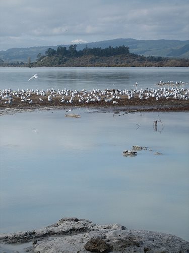 Lake Rotorua .. draft plan coming, recovery underway in some lakes