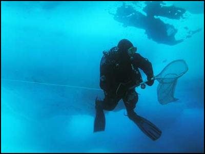 Juergen Kolb diving for marine leeches