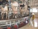 Dairying ... Americans get serious.