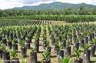 Oil palms ... Asia leading the sector.