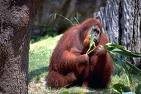Orangutan ... in danger
