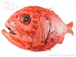 Orange roughy ... no thanks, says Australia.