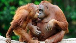 Orangutans ... losing homes to palm oil.