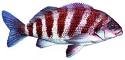 Banded morwong ... under stress in warmer seas. Banded morwong ... under stress in warmer seas.