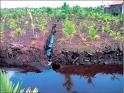 Peat land drained for oil palm.