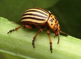 Cucumber beetle.