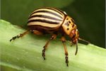 Cucumber beetle. Cucumber beetle.