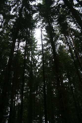Government Kyoto forestry negotiating stance revealed