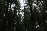 Government Kyoto forestry negotiating stance revealed Government Kyoto forestry negotiating stance revealed