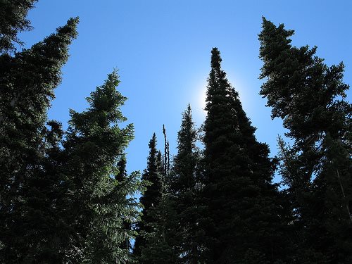 Tehcnical insolvency for Maori forest landownbers?