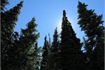$2-$# billion a year for 25 years - and New Zealand has sustainable forestry bio mass energy $2-$# billion a year for 25 years - and New Zealand has sustainable forestry bio mass energy