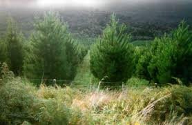 Thomas Song ... keeping the faith.