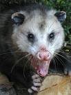 Possum ... on the move?