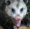 Possum ... on the move? Possum ... on the move?