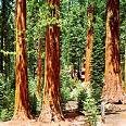 Californian coastal redwoods