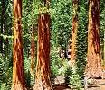 Californian coastal redwoods Californian coastal redwoods