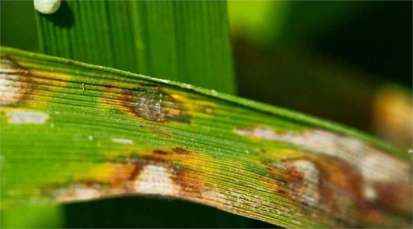Rice Blast disease( International Rice Research Institute via Flickr)