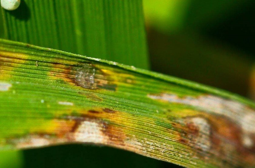 Rice Blast disease( International Rice Research Institute via Flickr)