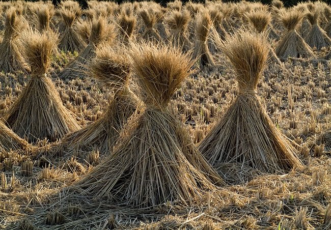 Padi power ...tacks of rice straw being dried traditionally in a Japanese padi field
