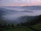 Rwanda aims for 30 per cent forest cover by 2030.