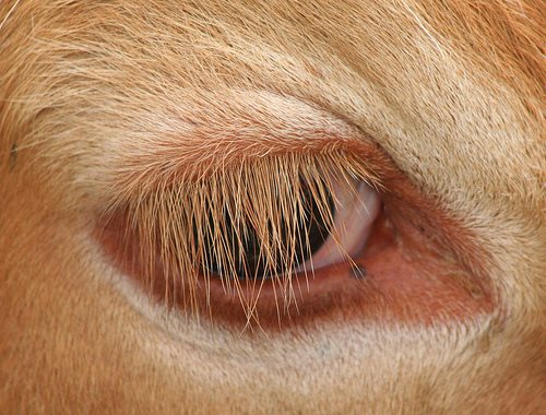 IATA's cow of an excuse