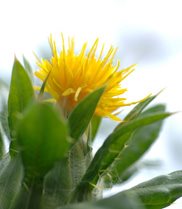 CSIRO is using safflower as its first biofactory platform crop.