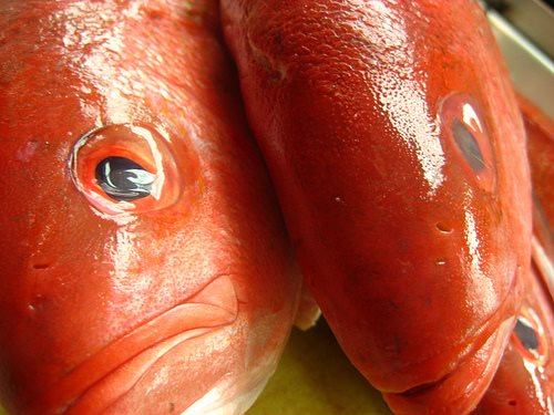 Snapper ... will the warmer weather drive it south?