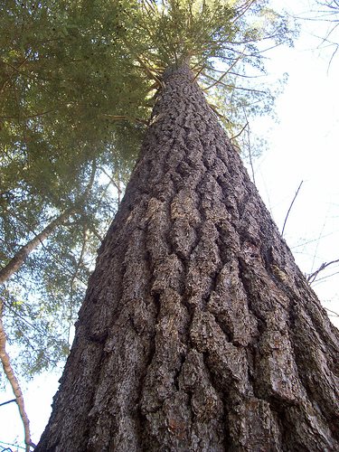Votes stack up for foresters' bid to cut pre-1990 forests and offset plant elsewhere
