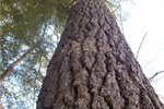 Votes stack up for foresters' bid to cut pre-1990 forests and offset plant elsewhere Votes stack up for foresters' bid to cut pre-1990 forests and offset plant elsewhere