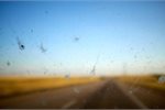 Splatter tests show decline in insect numbers Splatter tests show decline in insect numbers