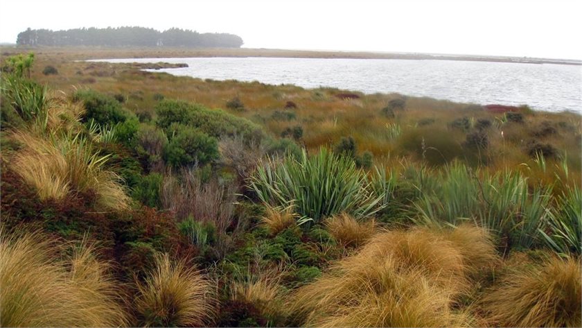 Awarua-Waituna Wetlands