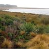 Awarua-Waituna Wetlands Awarua-Waituna Wetlands