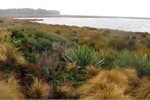 Awarua-Waituna Wetlands Awarua-Waituna Wetlands