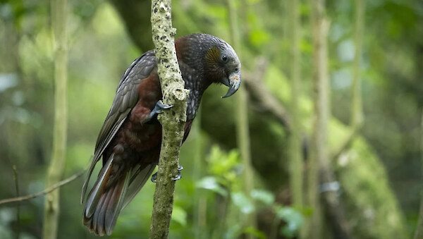 Predator Free Wellington