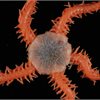 Deepsea brittle star species from New Zealand, part of the Earth Sciences New Zealand's invertebrate collection in Wellington Deepsea brittle star species from New Zealand, part of the Earth Sciences New Zealand's invertebrate collection in Wellington