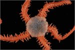 Deepsea brittle star species from New Zealand, part of the Earth Sciences New Zealand's invertebrate collection in Wellington Deepsea brittle star species from New Zealand, part of the Earth Sciences New Zealand's invertebrate collection in Wellington