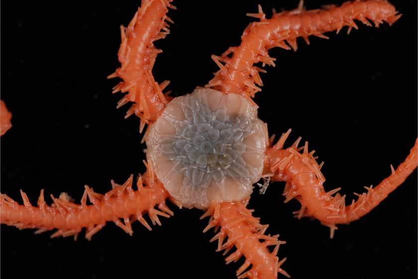 Deepsea brittle star species from New Zealand, part of the Earth Sciences New Zealand's invertebrate collection in Wellington