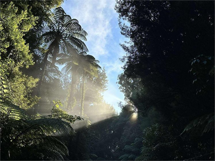 Sanctuary Mountain Maungatautari/Facebook