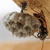 Nest of Asian (paper) wasp Nest of Asian (paper) wasp