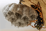 Nest of Asian (paper) wasp Nest of Asian (paper) wasp