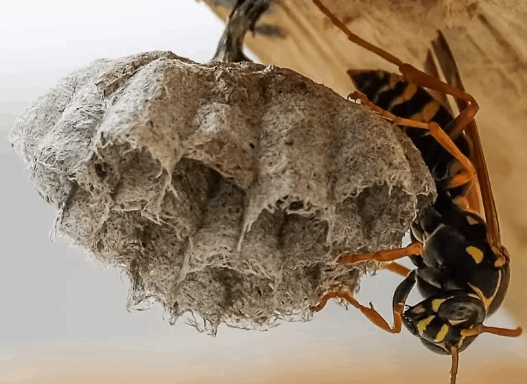 Nest of Asian (paper) wasp